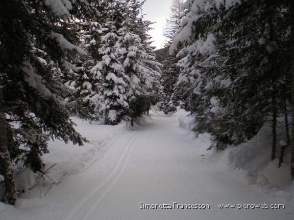 ANCORA LUNGO IL BOSCO.jpg